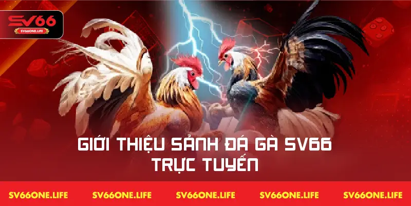 Thông tin chi tiết về sảnh đá gà SV66 trực tuyến đỉnh cao